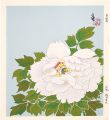 A White Camellia (tentative ti......