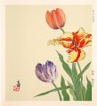 Tulips (tentative title)