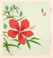 Scarlet rose mallows (tentativ......