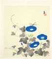 Morning glories (tentative tit......