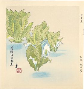 徳力富吉郎「水芭蕉（仮題）」