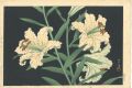 Golden-banded Lillies