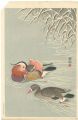 Mandarin Ducks in Snow