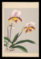 Orchid