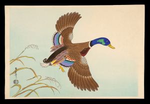 鴨