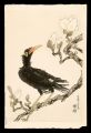 Magnolia and Myna Bird