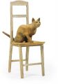 Cat on The Chair