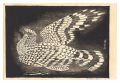 A Bird (tentative title)