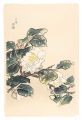White Camellia