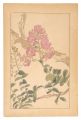 Crape Myrtle