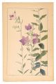 Balloon Flower