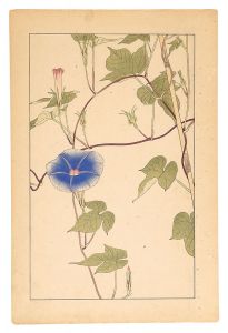 杉浦非水「朝顔」