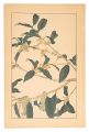 Sweet Osmanthus