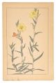 Evening Primrose