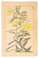 Evening Primrose
