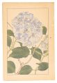 Hydrangea