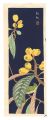 Loquat