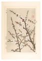 Floral Calendar of Japan / Plu......