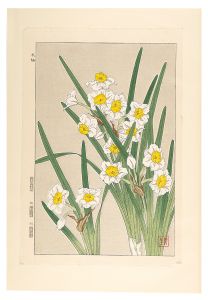 河原崎奨堂「日本の花こよみ　スイセン（水仙）」