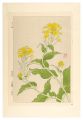 Floral Calendar of Japan / Col......
