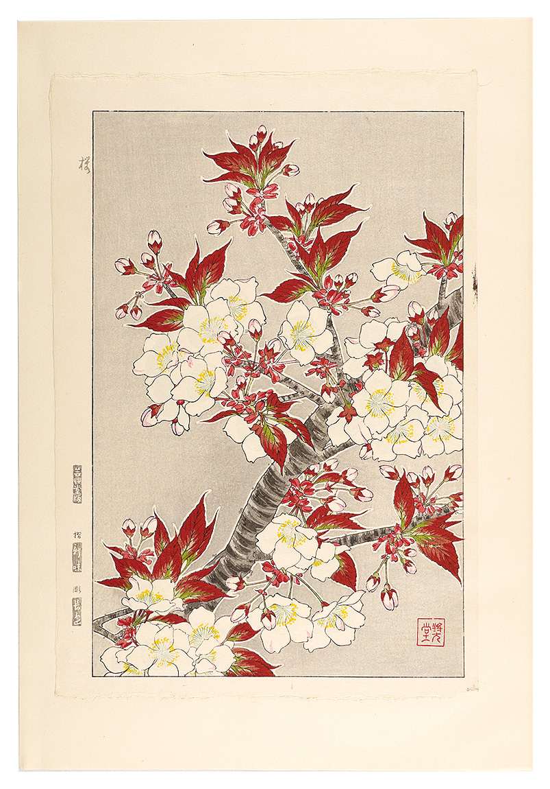 河原崎奨堂「日本の花こよみ　サクラ（桜）」