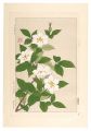 Floral Calendar of Japan / Gar......