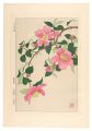 Floral Calendar of Japan / Sas......