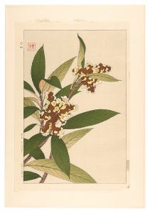 日本の花こよみ　ビワ（枇杷）