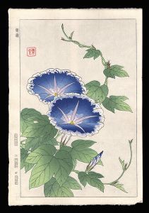 朝顔