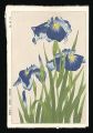Japanese Iris