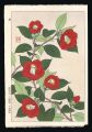 Camellia