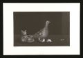 Mexican Pigeon and Cat