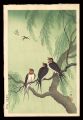 Swallows and Willow (tentative......