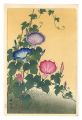 Morning-Glory in Full Bloom 