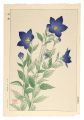 Bellflower