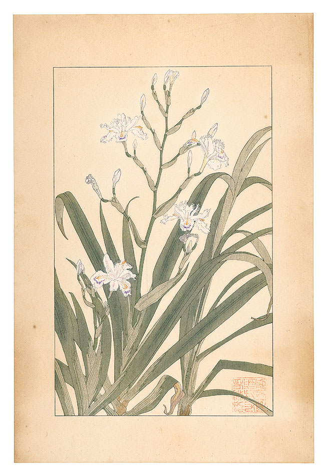 Sugiura Hisui “Iris Japonica Thunb”