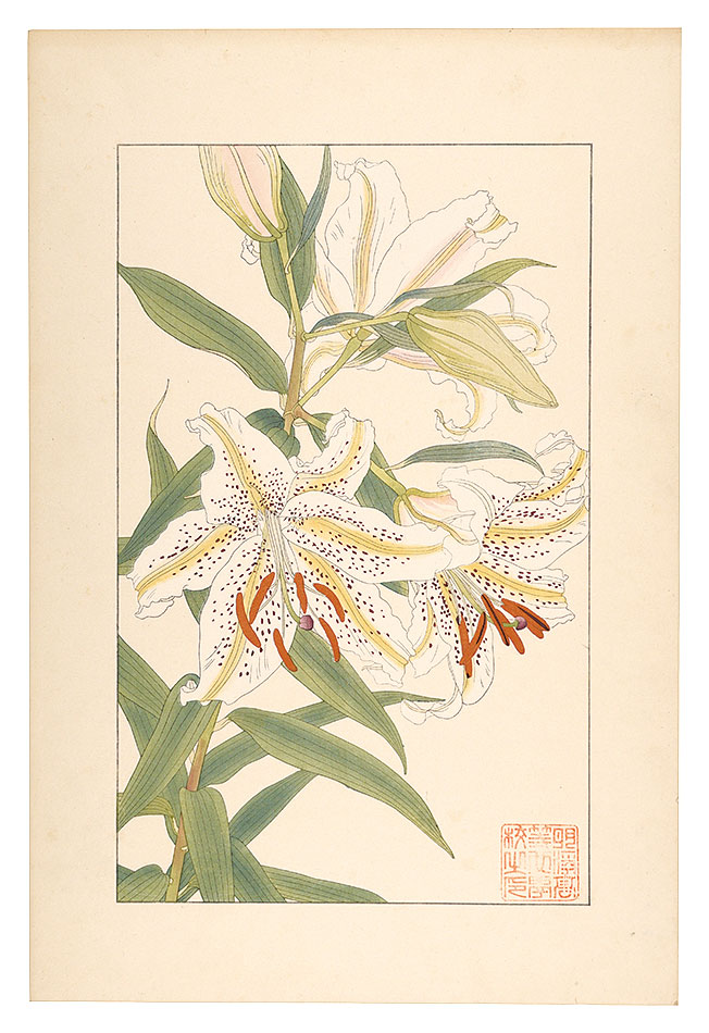 Sugiura Hisui “Lilium auratum”
