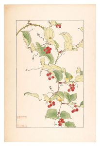China Root / Sugiura Hisui