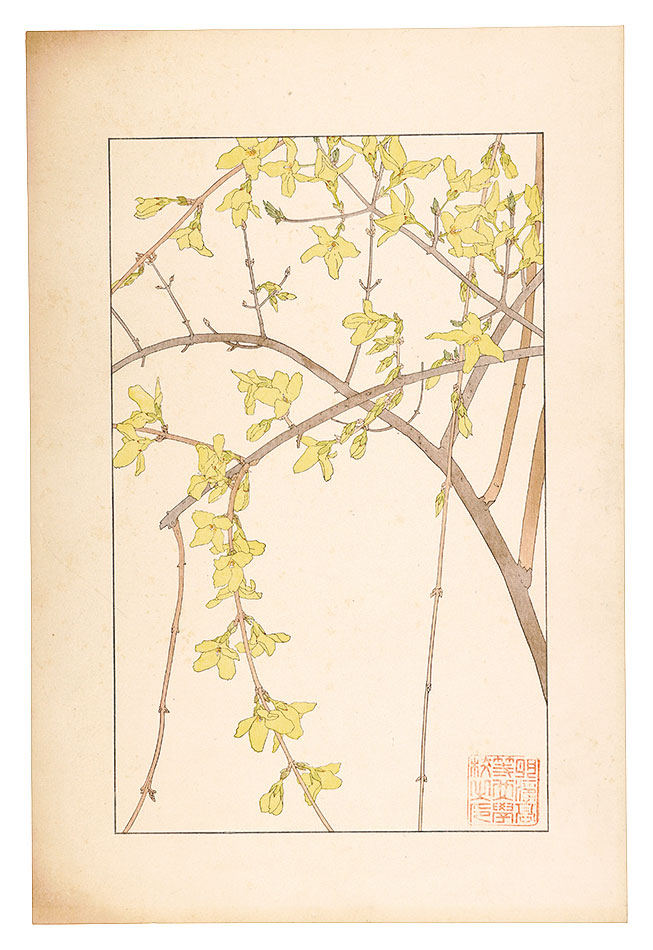 Sugiura Hisui “Forsythia”