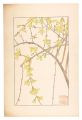 Forsythia