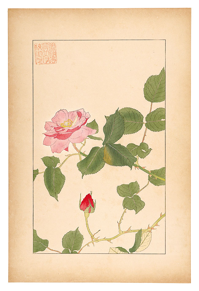 Sugiura Hisui “Rose”