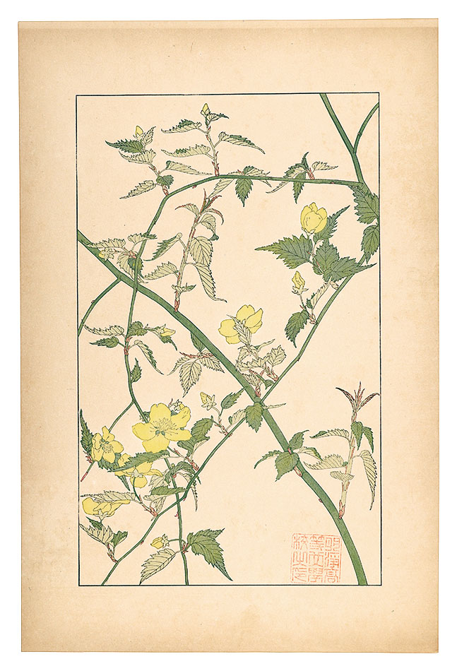 Sugiura Hisui “Kerria”