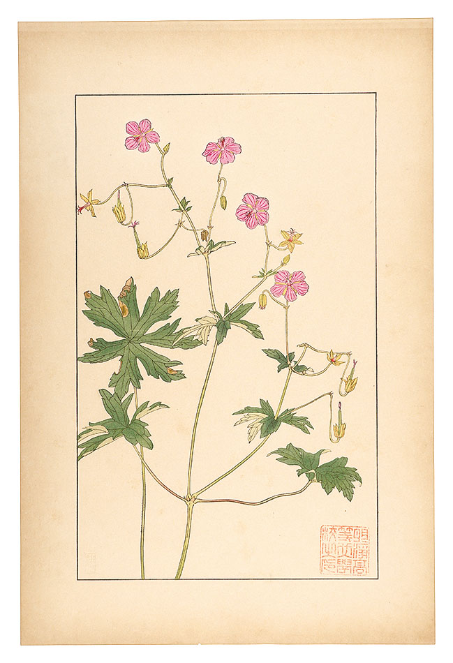 Sugiura Hisui “Geranium dakuricum, DC”