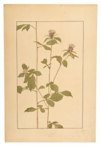 Japanese atractylodes / Sugiura Hisui