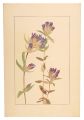 Gentian