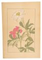 peony