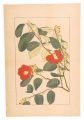 Camellia