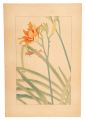 Day Lily