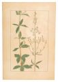 Bush ladybells