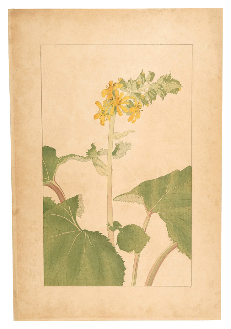 Sugiura Hisui “Ligularia fischerii”